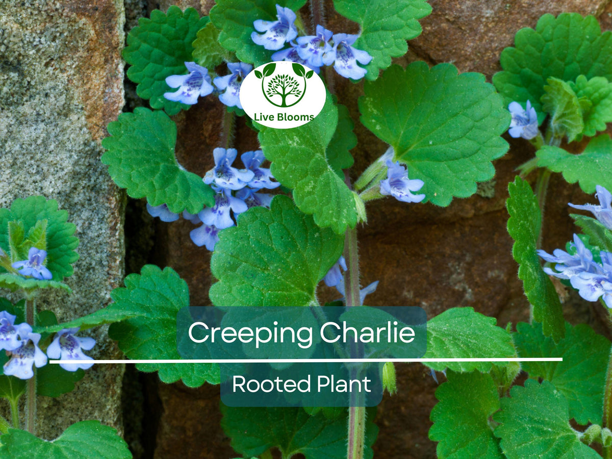 Creeping Charlie Plant, Pilea Nummulariifolia, Ground Cover, Trailing Vine, Indoor Outdoor, Easy Care, Low Maintenance