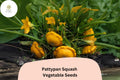 25+ Pattypan Squash Seeds for Planting | Summer Scallop Squash | Easy Heirloom Vegetable Garden Seeds