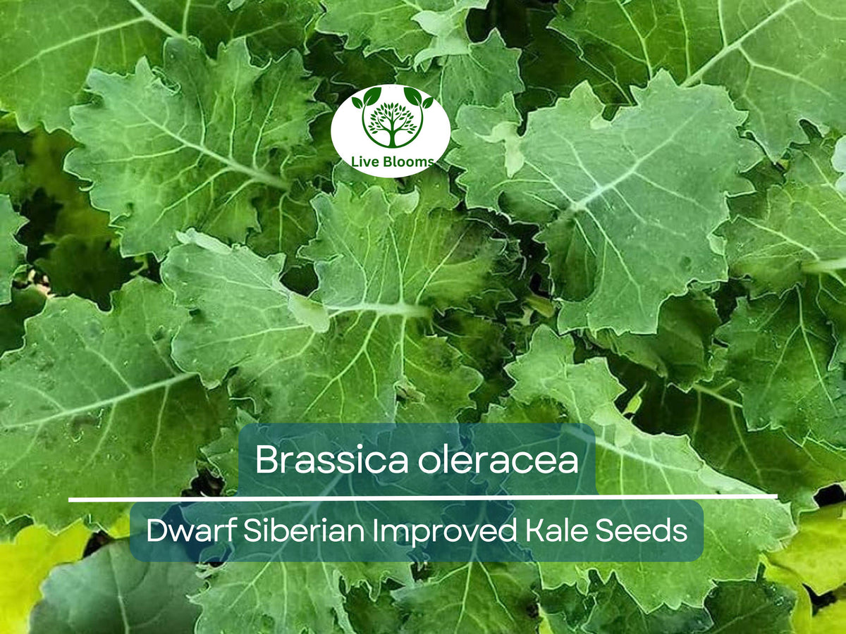 250 Kale Dwarf Siberian Improved Seeds – Brassica oleracea – Cold-Hardy, Nutrient-Rich Greens for Cooking & Salads
