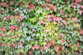 Boston Ivy Seeds – Parthenocissus tricuspidata Climbing Vine for Walls, Fences & Structures
