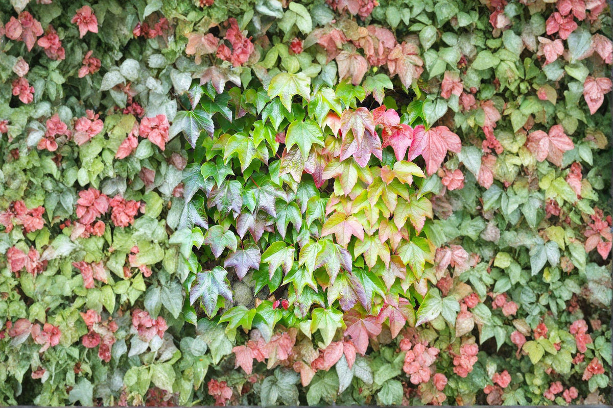 Boston Ivy Seeds – Parthenocissus tricuspidata Climbing Vine for Walls, Fences & Structures