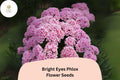 Bright Eyes Phlox Seeds – 100+ Light Pink with Dark Eye, Annual Flower, Phlox drummondii for Garden, Beds & Containers