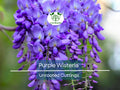 10 Hardy Purple Wisteria Unrooted Cuttings 6" | Wisteria sinensis for Vines, Pergolas, Garden Landscaping