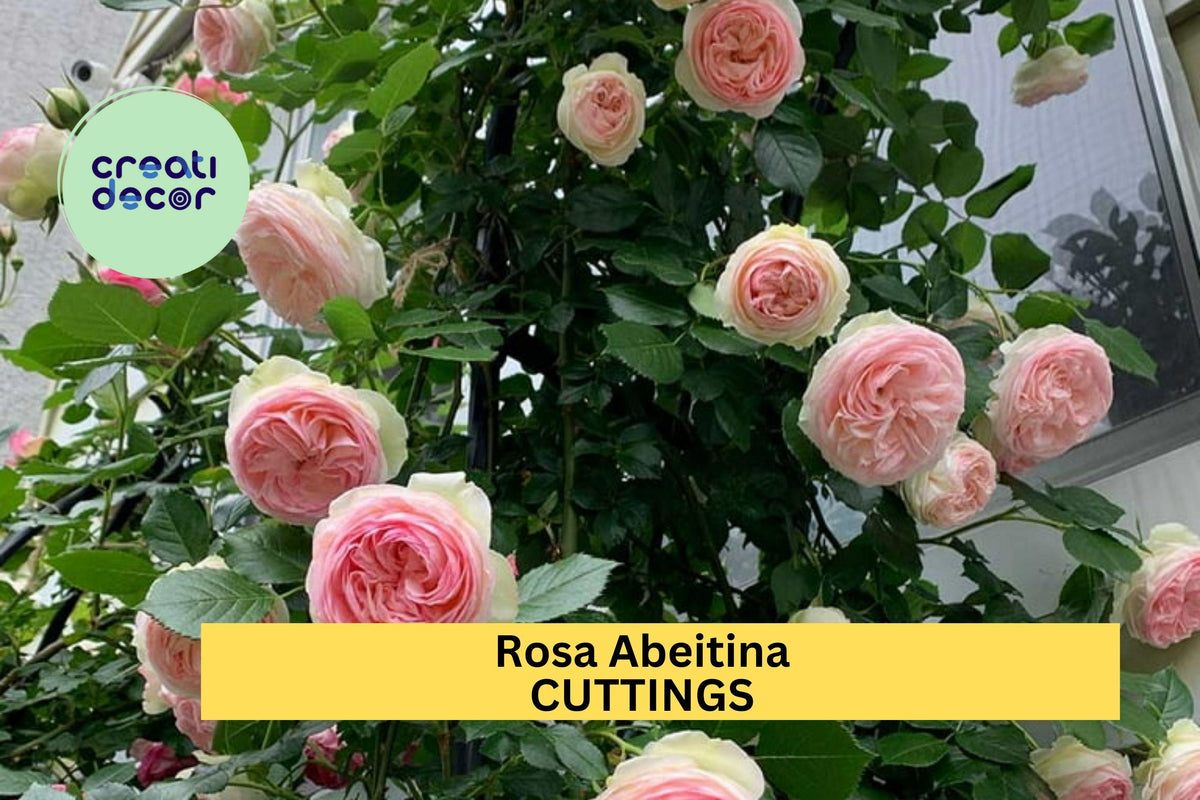 Pink Pine Climbing Rose Cuttings – 5 Unrooted Heirloom Rosa spp. Soft Pink Fragrant Bloom for Trellises & Fences