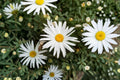 100 Seeds Leucanthemum × superbum Shasta Daisy Perennial White Blooms for Pollinator Gardens