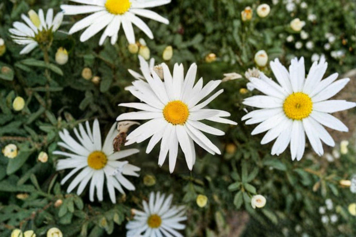 100 Seeds Leucanthemum × superbum Shasta Daisy Perennial White Blooms for Pollinator Gardens