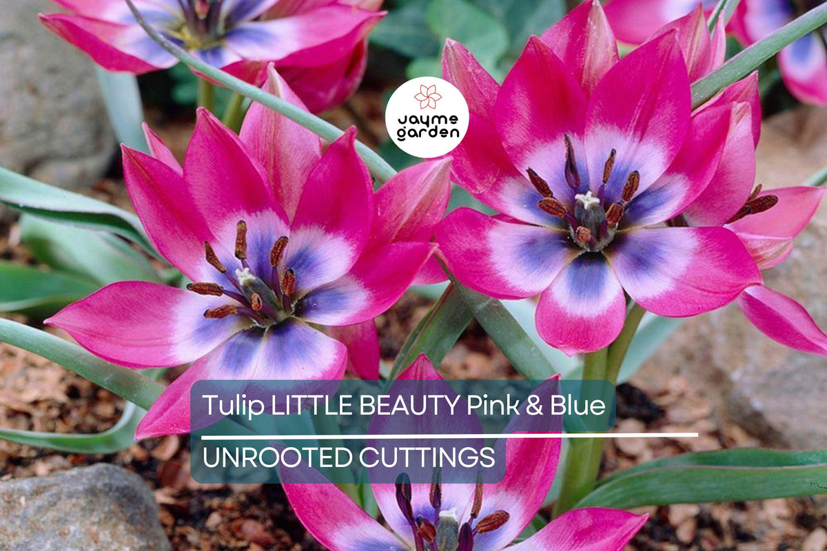 Tulipa ‘Little Beauty’ Dwarf Tulip Bulbs – Pink & Blue Spring Perennial Flowers for Borders, Containers, Rock Gardens