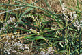 Dotted Smartweed Seeds – Persicaria punctata Native Wildflower for Wetlands & Moist Soil Gardens (30 Seeds)