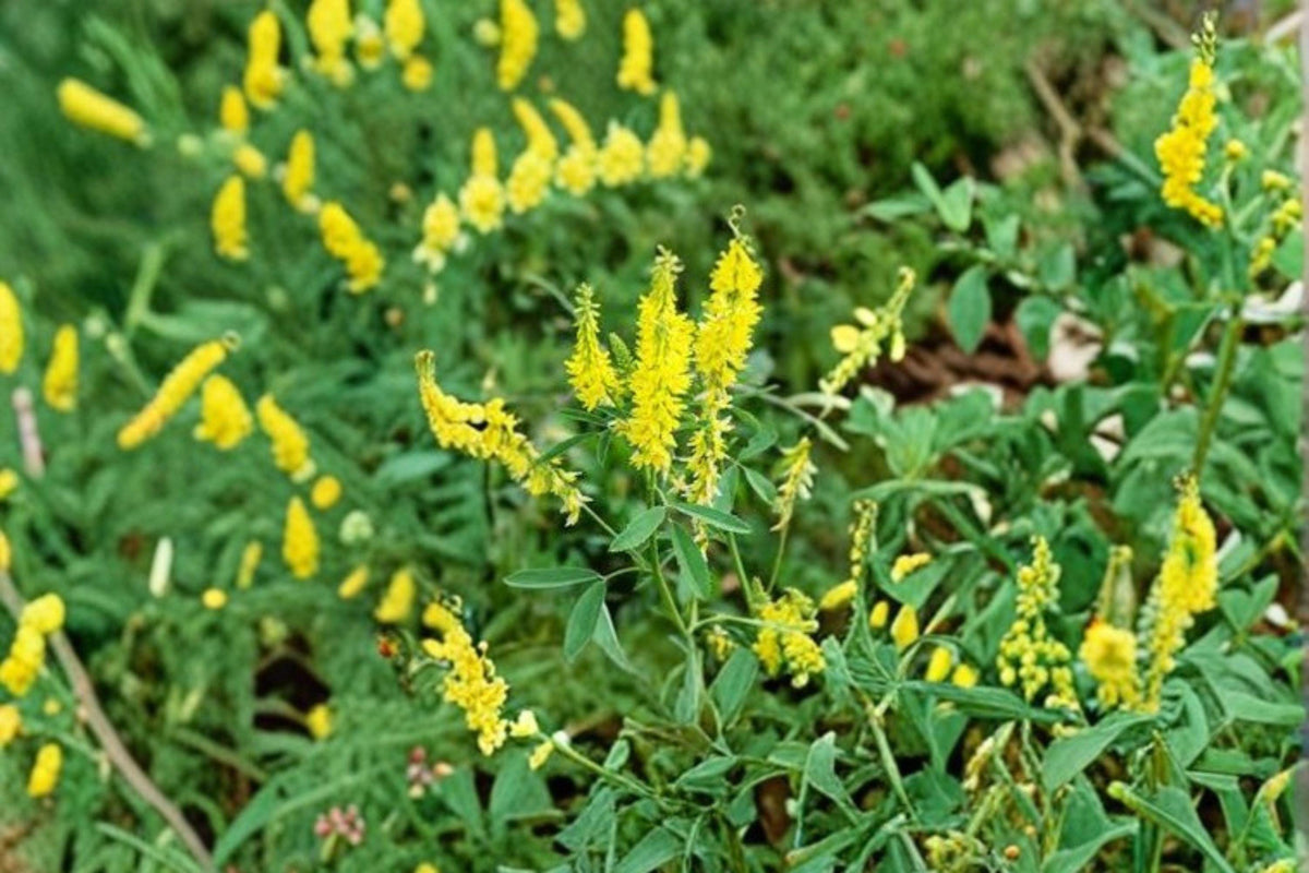 Yellow Sweet Clover Seeds – Melilotus officinalis – Cover Crop & Pollinator Plant – Nitrogen Fixer – 100 Seeds