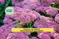 Set of 3 Autumn Joy Sedum Perennial Plants | Pink to Bronze Blooms | Hylotelephium spectabile | Butterfly Attracting