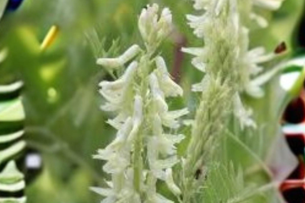 15 Seeds Astragalus convallarius - Whisk Broom Milkvetch, Drought-Tolerant Native Perennial, Xeriscape, Rock Garden, Western North America