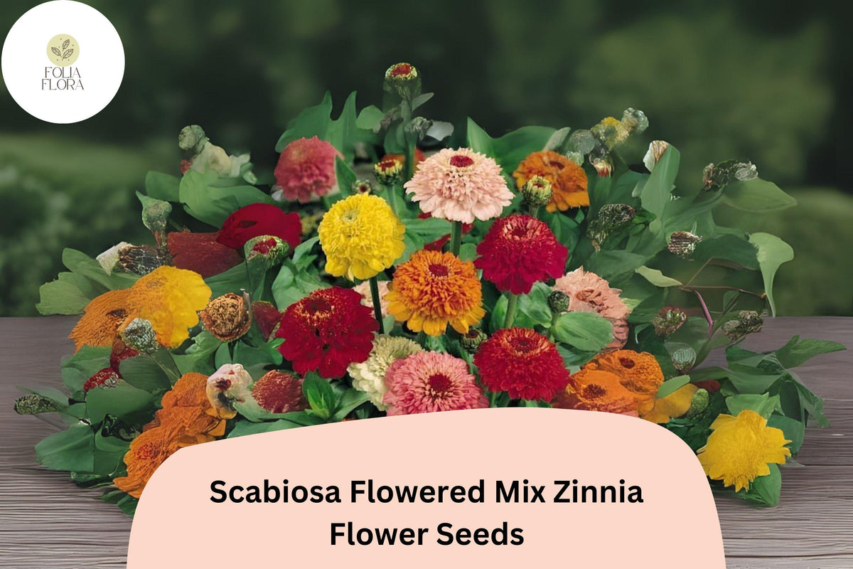 100+ Zinnia Seeds – Scabiosa Flowered Mix, Double Pincushion Blooms, Vibrant Colors, Annual Flower for Garden Beds & Bouquets
