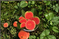 Diamond Guava Plant 8-12" | Psidium guajava Tropical Fruit Tree for Garden or Container