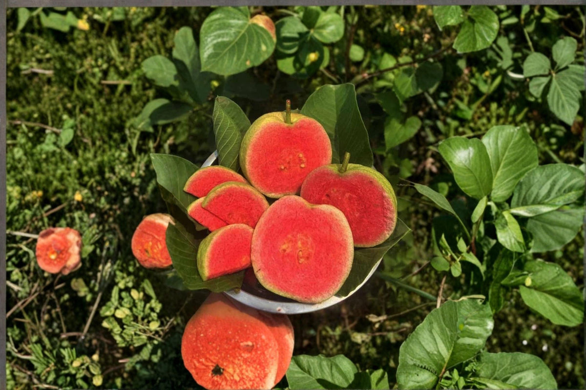Diamond Guava Plant 8-12" | Psidium guajava Tropical Fruit Tree for Garden or Container