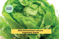 3pcs of 1g Bibb Butterhead Lettuce Seeds – Heirloom Lactuca sativa for Raised Beds, Containers, Salads, Tender, Sweet, Light Green