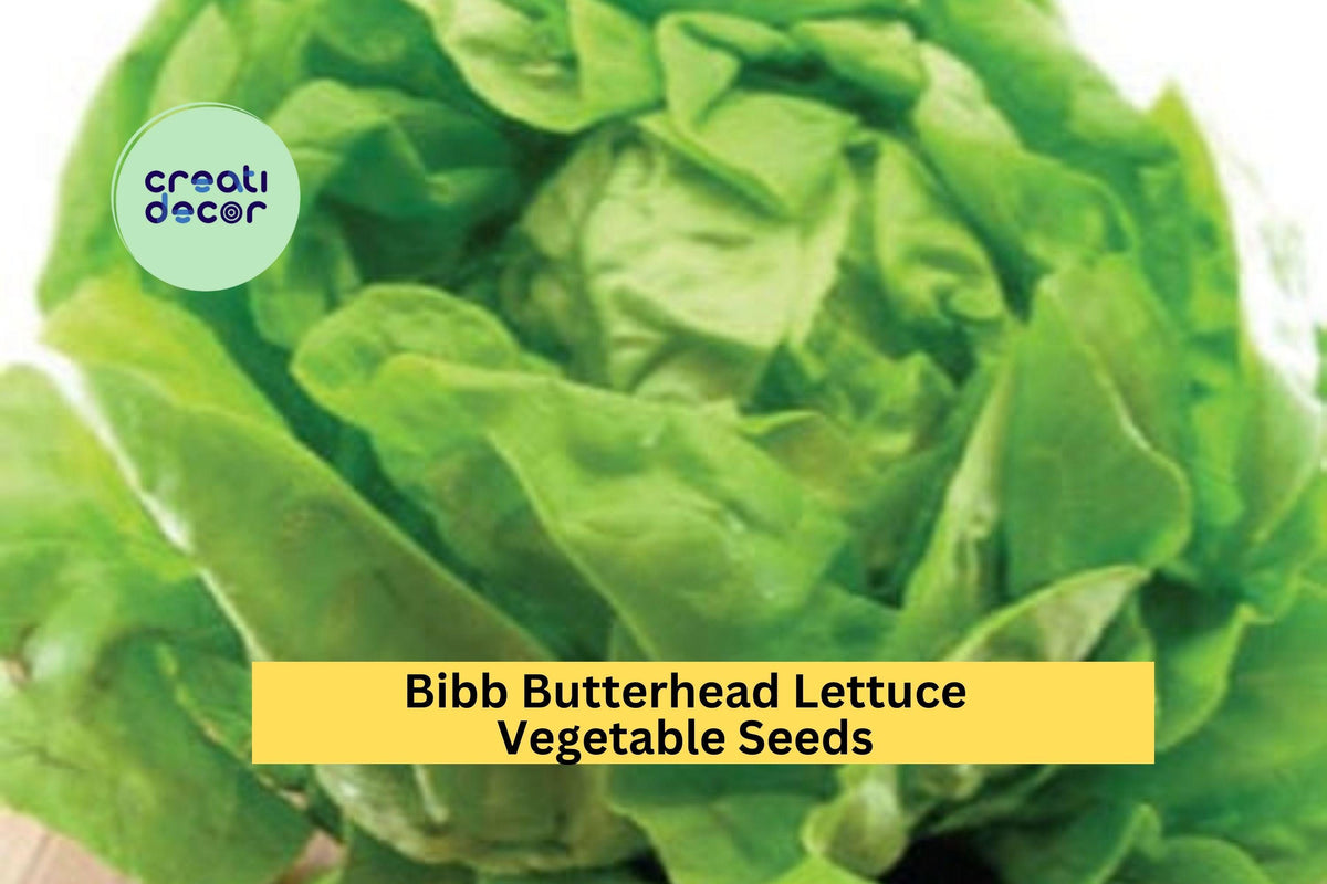 3pcs of 1g Bibb Butterhead Lettuce Seeds – Heirloom Lactuca sativa for Raised Beds, Containers, Salads, Tender, Sweet, Light Green