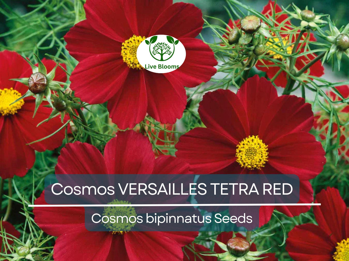 Cosmos VERSAILLES TETRA Red Seeds – Vibrant Flowering, Attracts Pollinators, Non-GMO, Easy to Grow, Cosmos bipinnatus, 50 Seeds
