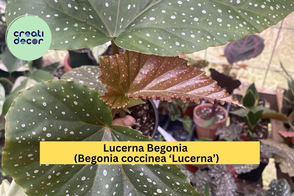 Lucerna Begonia Live Rooted Cutting – Begonia coccinea ‘Lucerna’ Angel Wing Cane Indoor Plant with Speckled Leaves and Pink Flowers