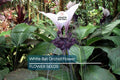 White Bat Orchid Seeds | Tacca integrifolia | Exotic Tropical Houseplant & Garden Flower Seeds