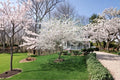 Yoshino Cherry Tree 2 ft Live Plant Pink White Blossoms Prunus × yedoensis