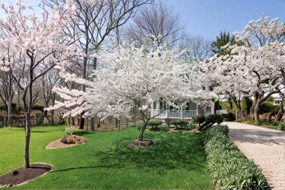 Yoshino Cherry Tree 2 ft Live Plant Pink White Blossoms Prunus × yedoensis