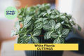 White Fittonia Cutting in Propagation Cup | Fittonia albivenis Nerve Plant for Terrariums & Indoor Gardens
