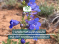 Penstemon Cyanocaulis Seeds 100mg | Blue Stem Beardtongue Wildflower for Pollinator Gardens & Drought Tolerance