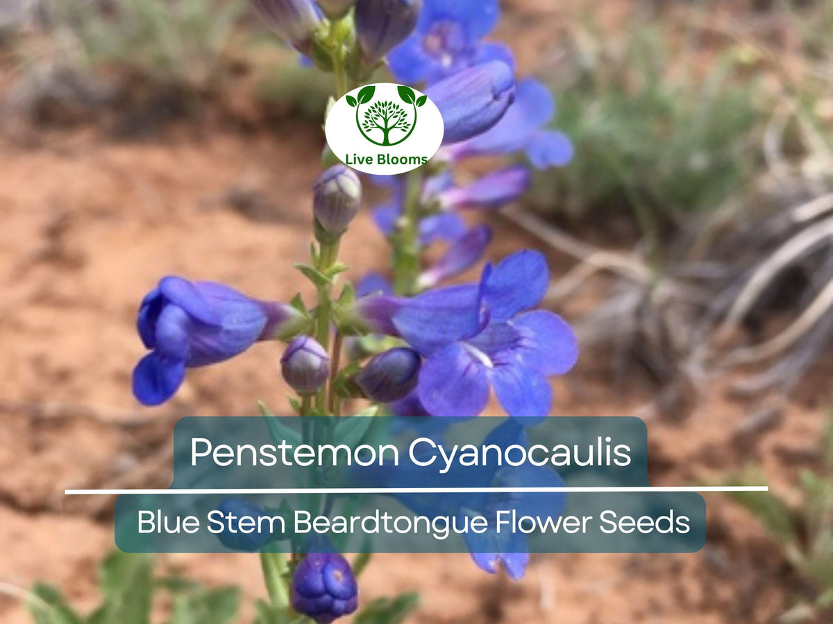 Penstemon Cyanocaulis Seeds 100mg | Blue Stem Beardtongue Wildflower for Pollinator Gardens & Drought Tolerance