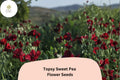 Topsy Sweet Pea Seeds | Climbing Vine, Pastel Bicolor Flowers, Lathyrus odoratus, Garden Planting, 50+ Seeds