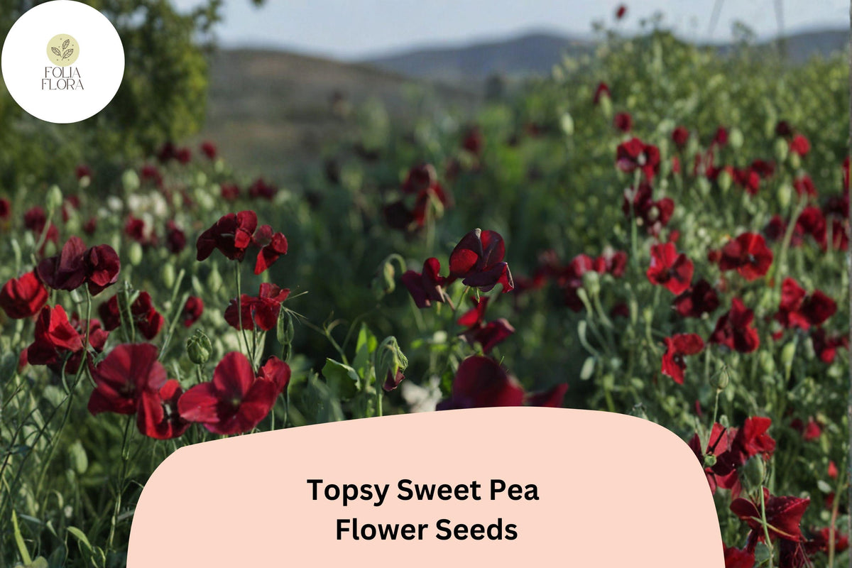 Topsy Sweet Pea Seeds | Climbing Vine, Pastel Bicolor Flowers, Lathyrus odoratus, Garden Planting, 50+ Seeds