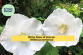 White Rose of Sharon Hibiscus Bare Root Plants – 6 Live Shrubs, Hibiscus syriacus, Hardy Perennial for Garden Borders & Hedges