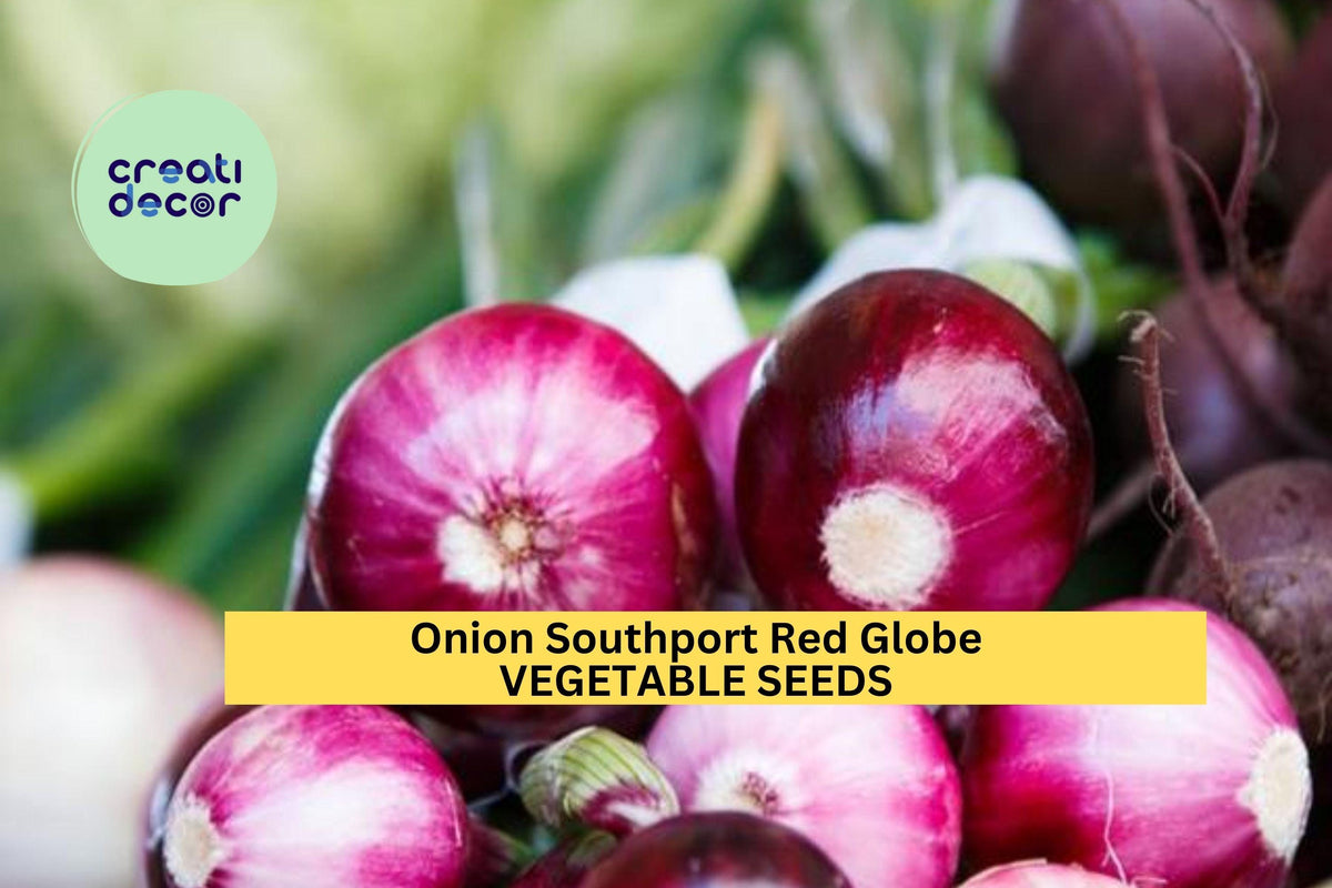 3pcs Southport Red Globe Onion Seeds – Heirloom Deep Red Bulbs for Planting – Allium cepa Storage Onion Seeds