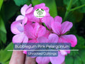 Unrooted Pelargonium Zonal Geranium Cuttings – Bubblegum Pink Flowers, 8" Long, Ideal for Containers, Hanging Baskets & Gardens