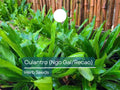 Culantro Seeds 100mg – Ngo Gai, Recao, Eryngium foetidum – Tropical Culinary Herb for Soups & Salads