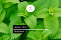 2000 Seeds Lemon Mint Herb Seeds, Monarda citriodora, Fragrant Culinary & Pollinator Garden Plant