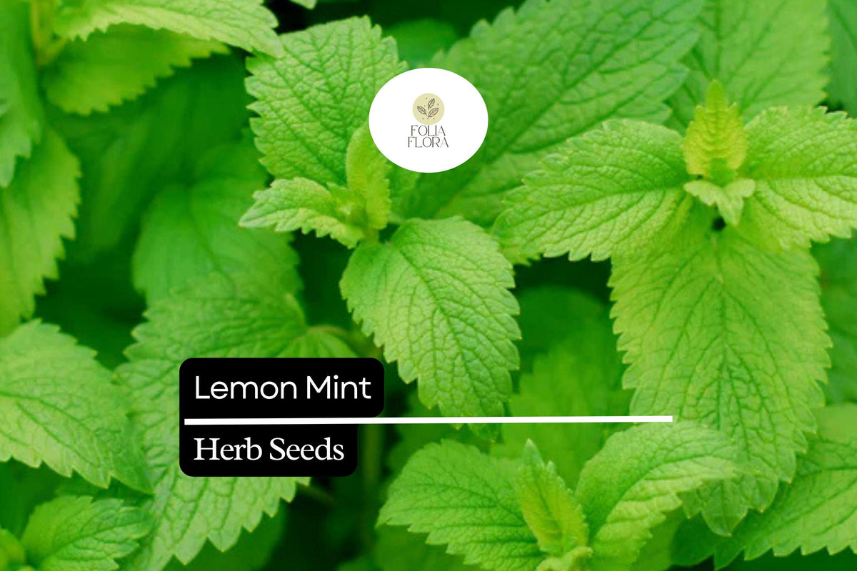 2000 Seeds Lemon Mint Herb Seeds, Monarda citriodora, Fragrant Culinary & Pollinator Garden Plant