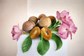 Silas Wood Sapodilla Grafting Scions – Manilkara zapota, 6-7 Inch Fruit Tree Cuttings