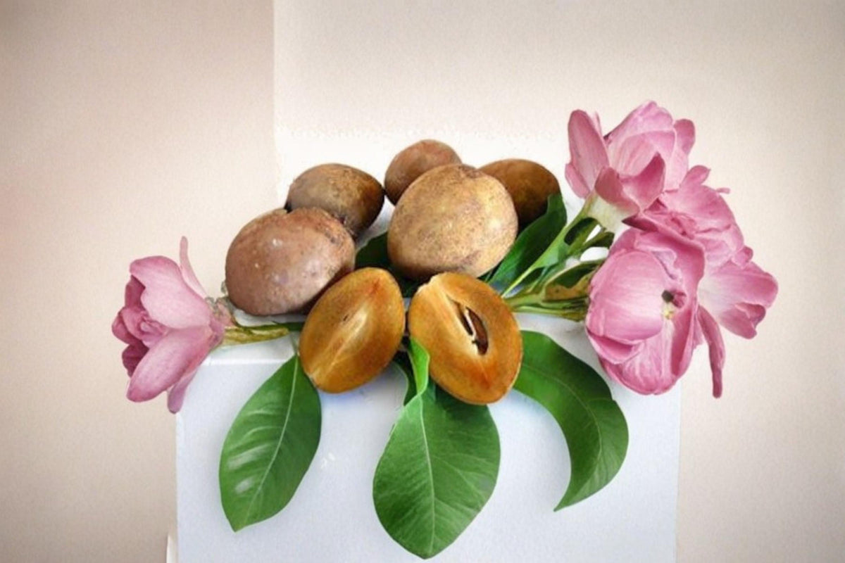 Silas Wood Sapodilla Grafting Scions – Manilkara zapota, 6-7 Inch Fruit Tree Cuttings