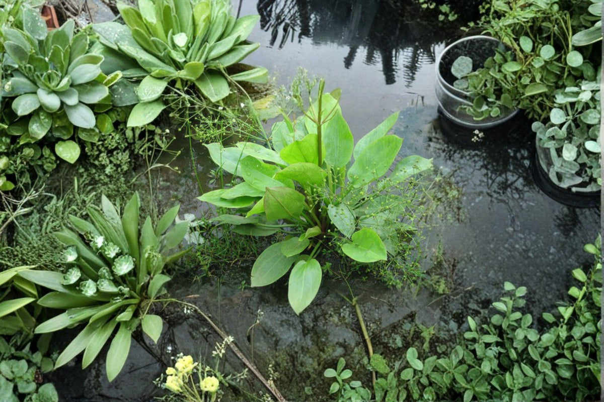 Alisma Subcordatum Seeds – Native Aquatic Perennial for Water Gardens and Wetlands Restoration