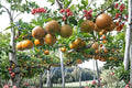 Kosui Pear Tree Cutting 6-8" Unrooted Pyrus pyrifolia Asian Pear Fruit Tree