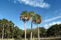 Cabbage Palm Seeds – Sabal Palmetto, Coastal Native Palm, Evergreen Tree, 5 Seeds