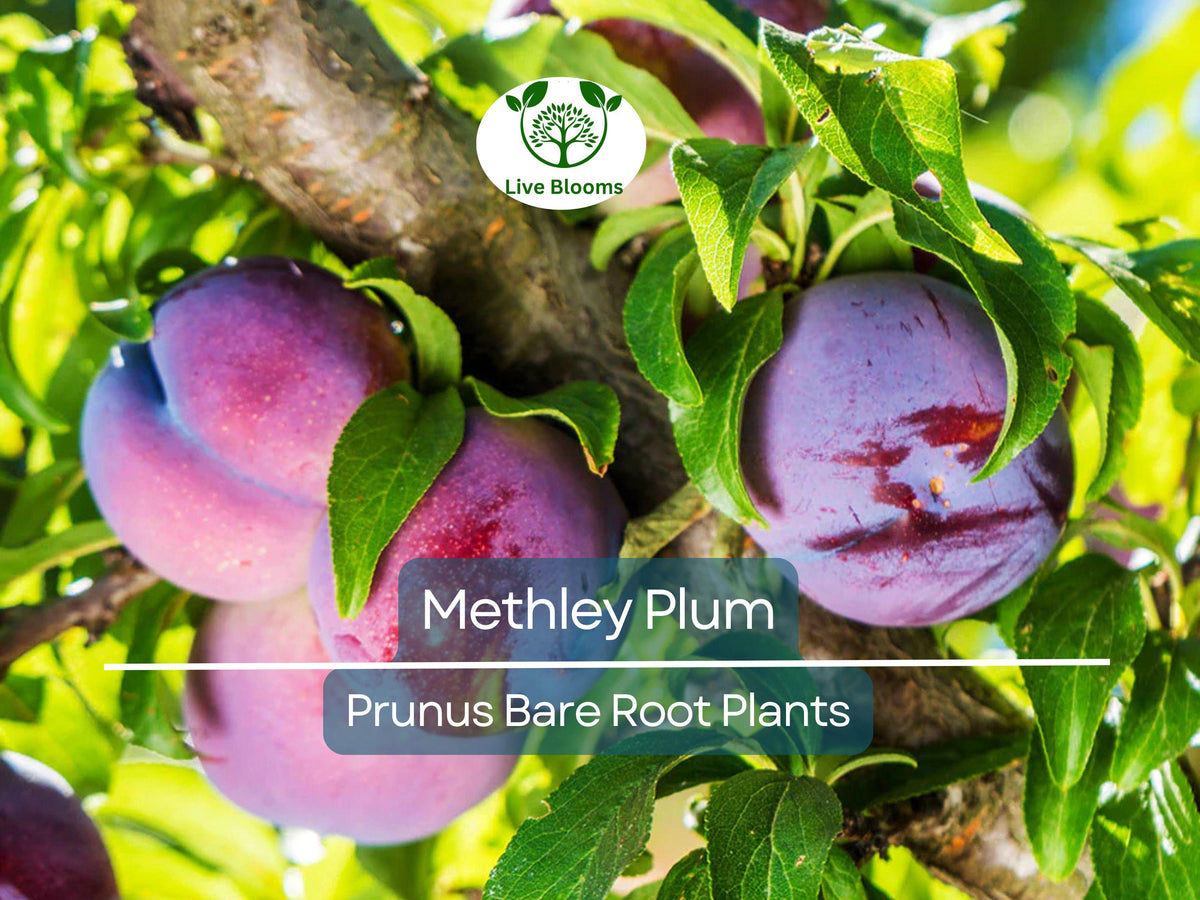 Methley Plum Tree – Bare Root Fruit Tree – Juicy Red Purple Plums – Self-Fertile, Cold Hardy Prunus salicina