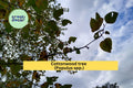 Cottonwood Tree Bare Root Plant | 1–2 Ft Fast-Growing Shade Tree | Populus deltoides for Landscaping