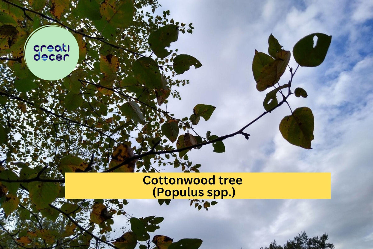 Cottonwood Tree Bare Root Plant | 1–2 Ft Fast-Growing Shade Tree | Populus deltoides for Landscaping