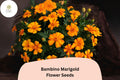 25+ Bambino Marigold Seeds | Compact Dwarf Tagetes patula | Bright Orange Blooms | Easy Annual Flower for Garden, Containers & Borders