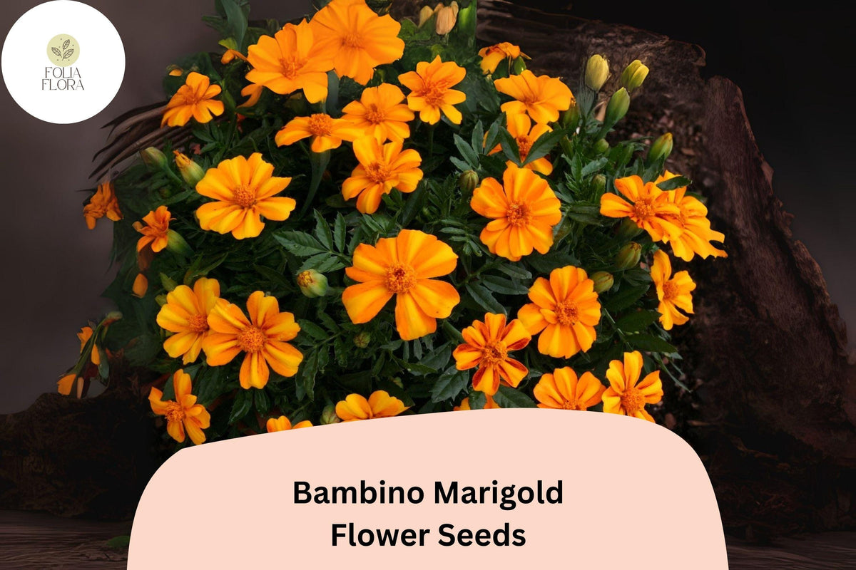 25+ Bambino Marigold Seeds | Compact Dwarf Tagetes patula | Bright Orange Blooms | Easy Annual Flower for Garden, Containers & Borders