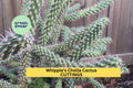 Whipple’s Cholla Cactus Cuttings (5) | Cylindropuntia whipplei | Drought-Tolerant Shrubby Desert Plant