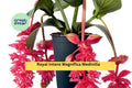 Royal Intenz Medinilla Plant | Live Well-Rooted Starter | Tropical Flowering Houseplant with Pink Blooms | Medinilla magnifica