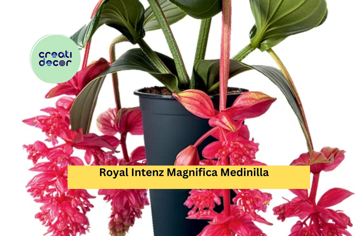 Royal Intenz Medinilla Plant | Live Well-Rooted Starter | Tropical Flowering Houseplant with Pink Blooms | Medinilla magnifica
