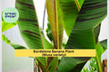 Bordelone Banana Plant Live Rooted Plug – Edible Musa sp. Tropical Fruit Tree for Patio or Garden